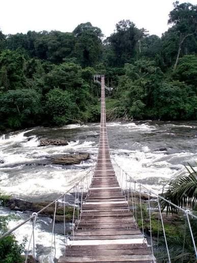 Cameroon rainforest canopy
