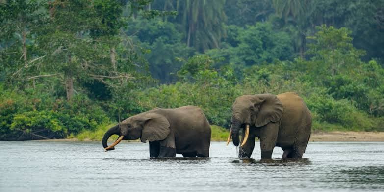 Forest Elephant Tracking