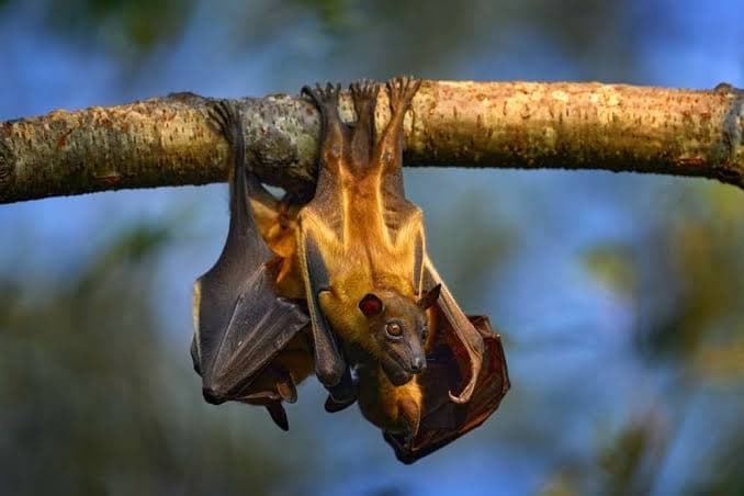Forest Fruit Bat Colony at Dja