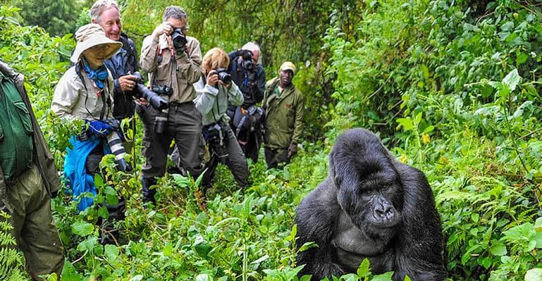 Gorilla Tracking photo 2
