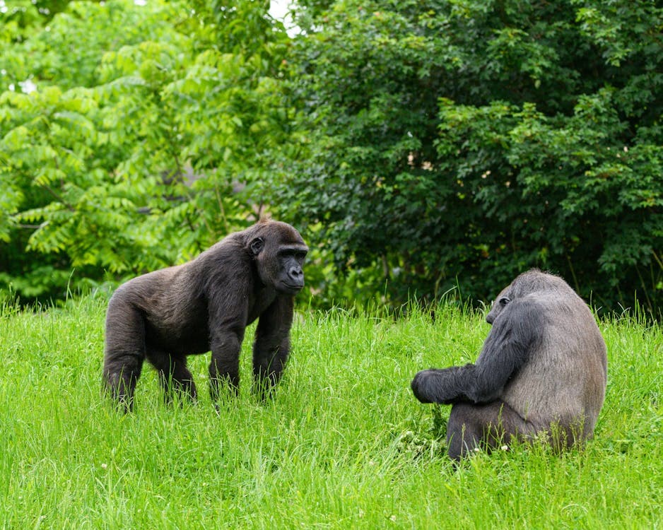 Gorilla Tracking