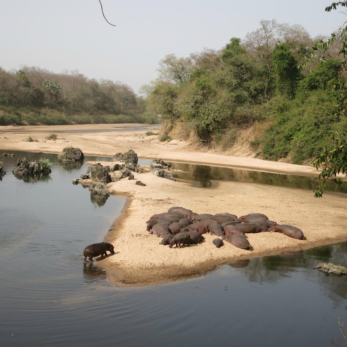 Hippo & Crocodile Boat Watch