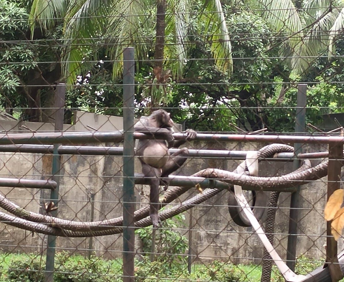 Limbe Wildlife Centre