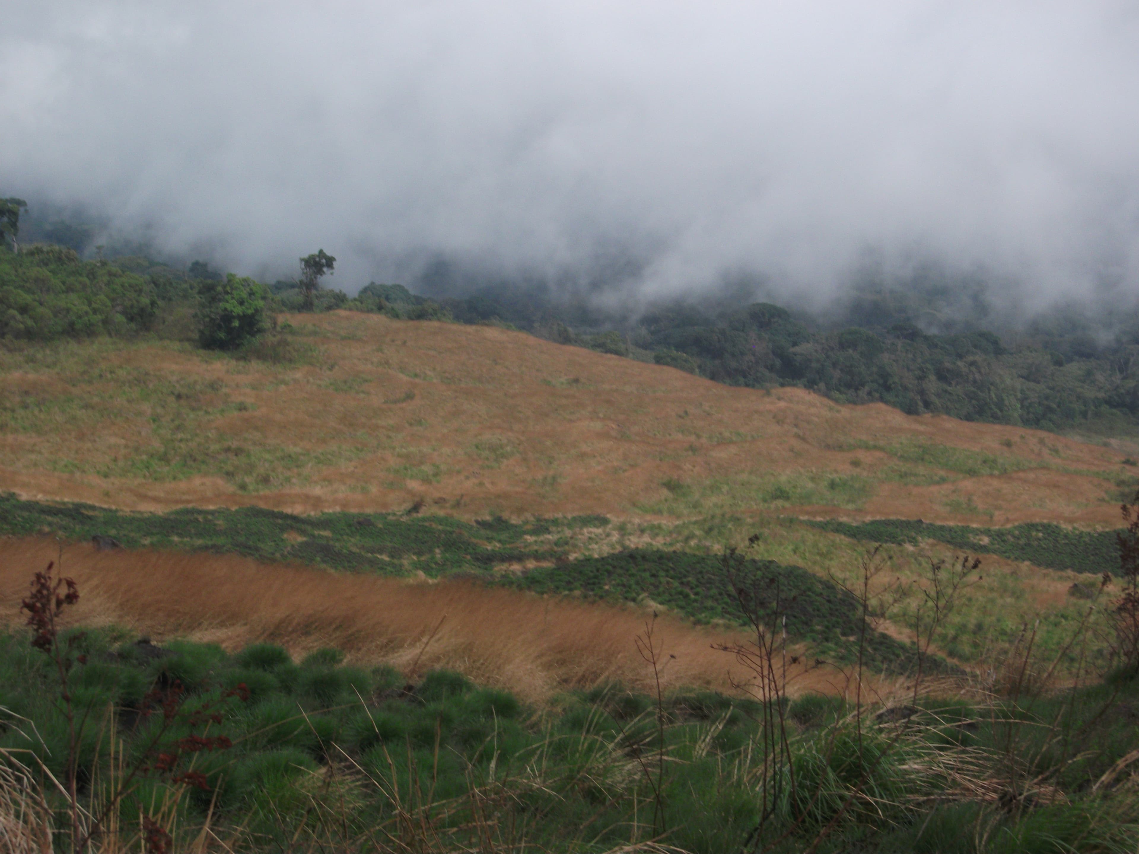 Mount Cameroon Summit photo 5