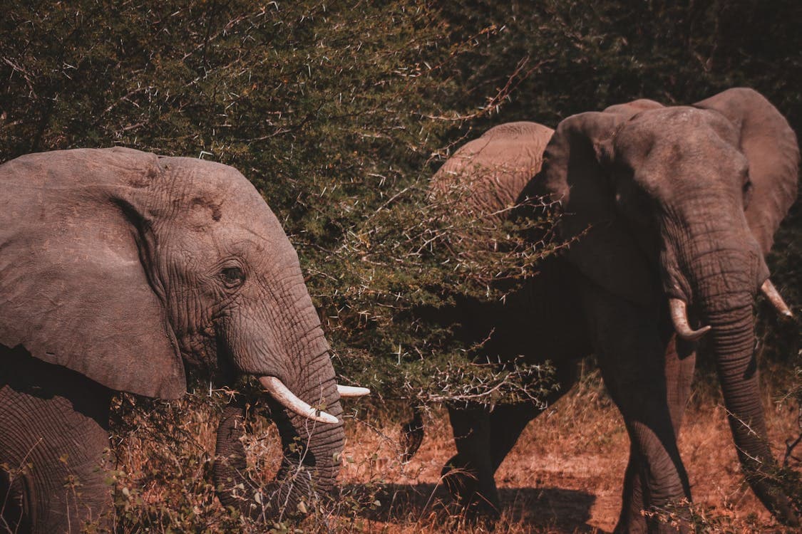 Bénoué National Park Safari