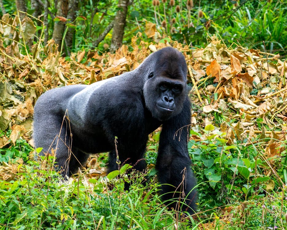 Limbe Wildlife Centre