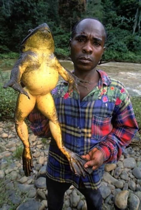Goliath Frog Expedition