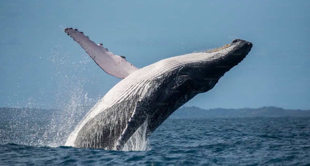 Humpback Whale Boat Watch, Kribi