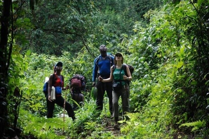 Mount Cameroon Summit