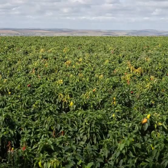 Penja Pepper Farm Visit