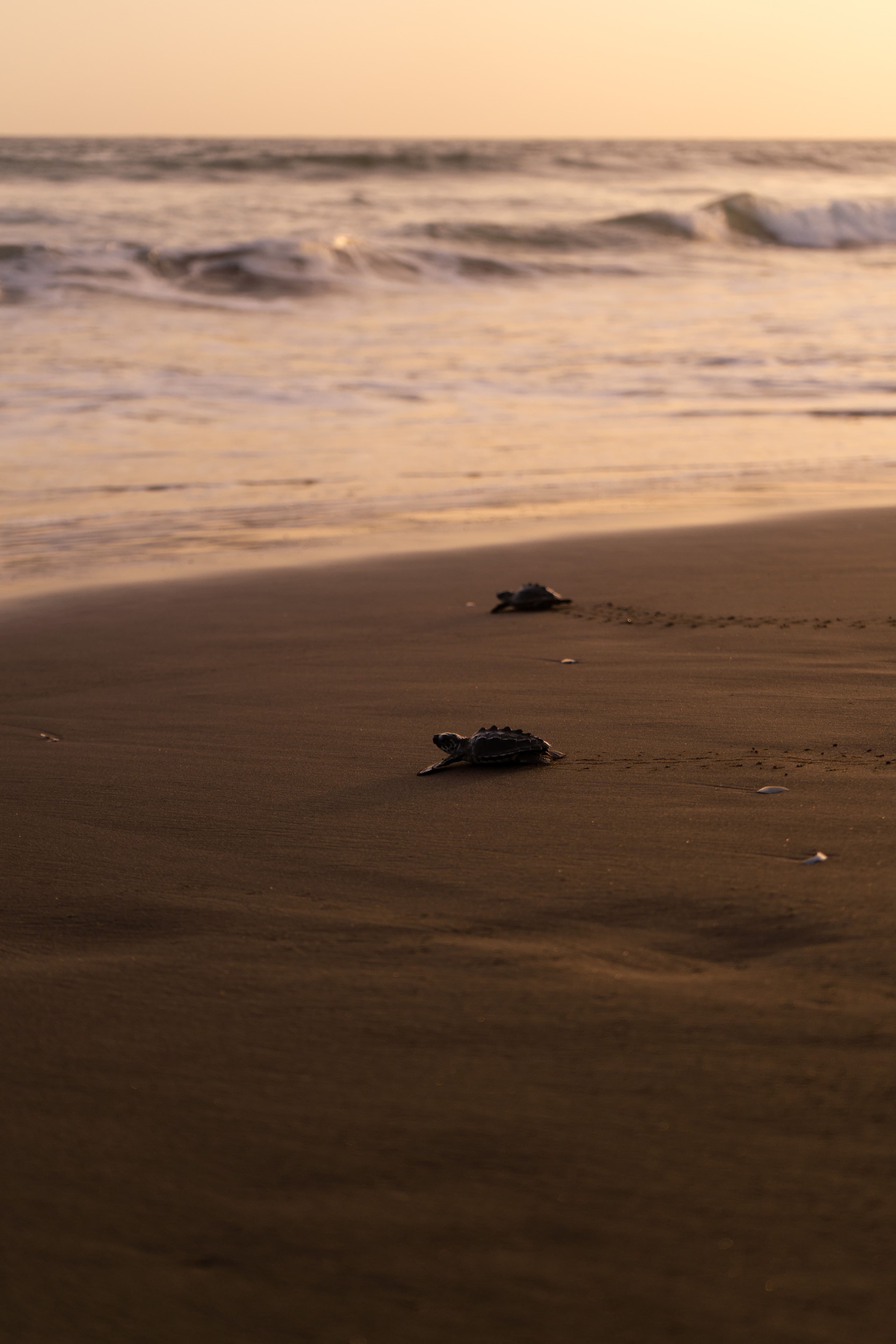 Sea Turtle Nesting Night Walk, Ebodje