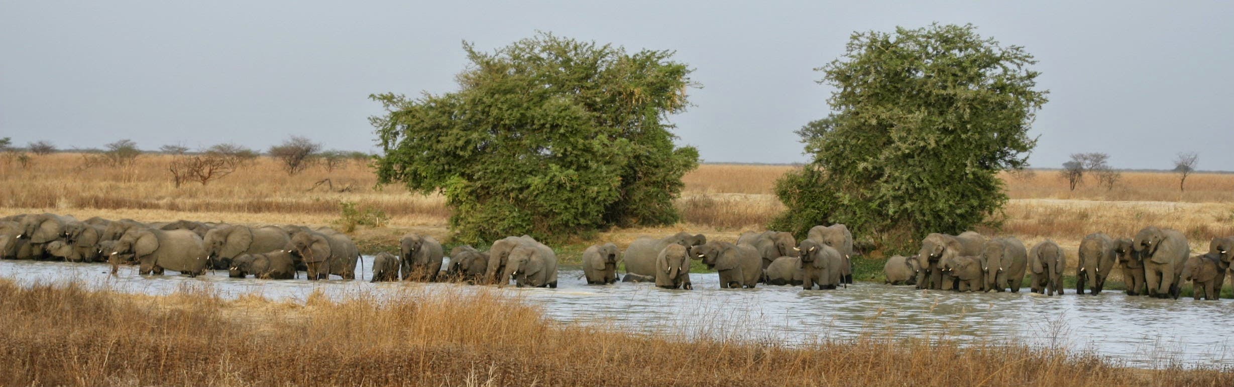 Waza National Park Game Drive