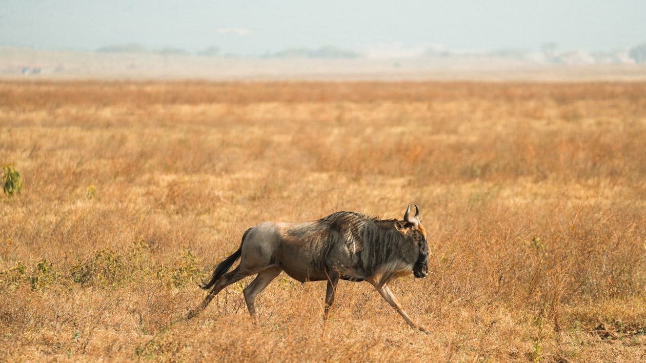 Waza National Park Game Drive