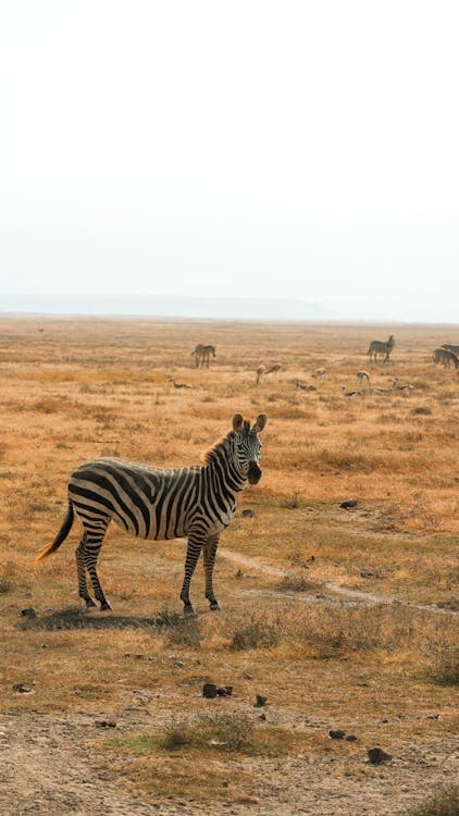 Savanna & Wildlife Parks