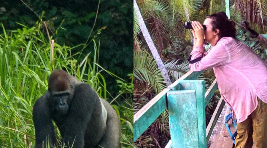 Gorilla Tracking